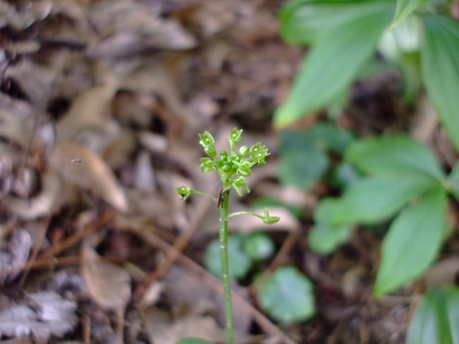 Malaxis unifolia